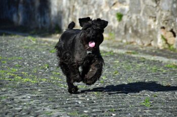 PetWireDaily — The Best 7 Schnauzer Activity Trackers For 2026