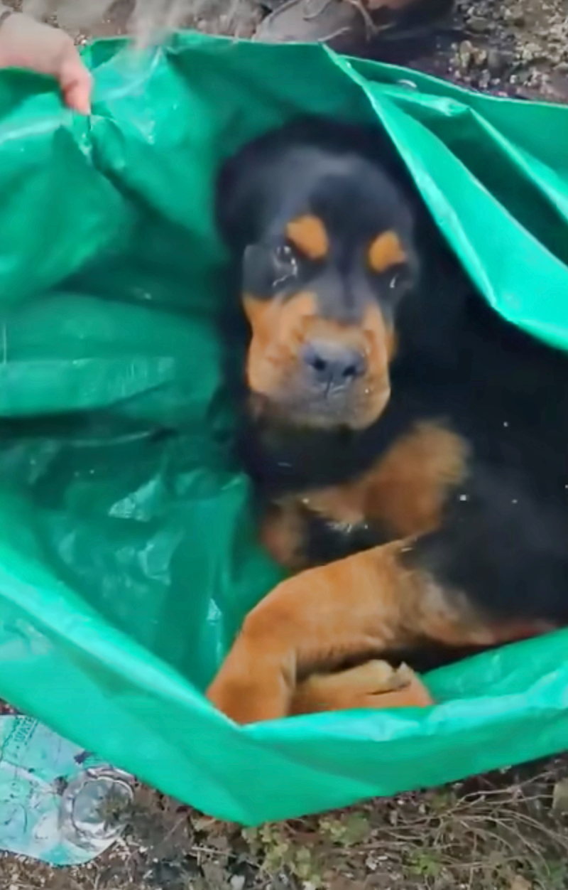 Paralyzed Rottweiler Ditched Next To Dumpster Gets A Body And Soul Makeover