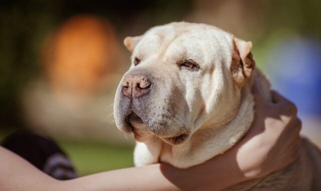 best weight loss supplements for Shar Peis