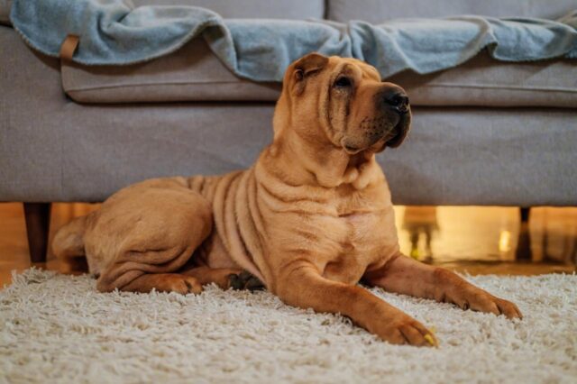 Best dog cameras for Shar Peis