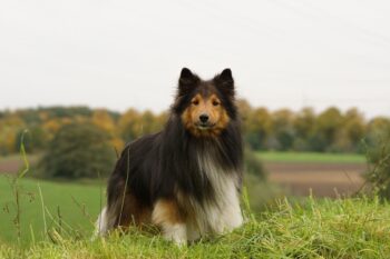 the best weight loss supplements for your Sheltie