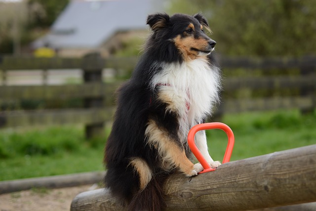 The Best 10 Sheltie Activity Trackers For 2024