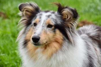 the best eye supplements for your Sheltie