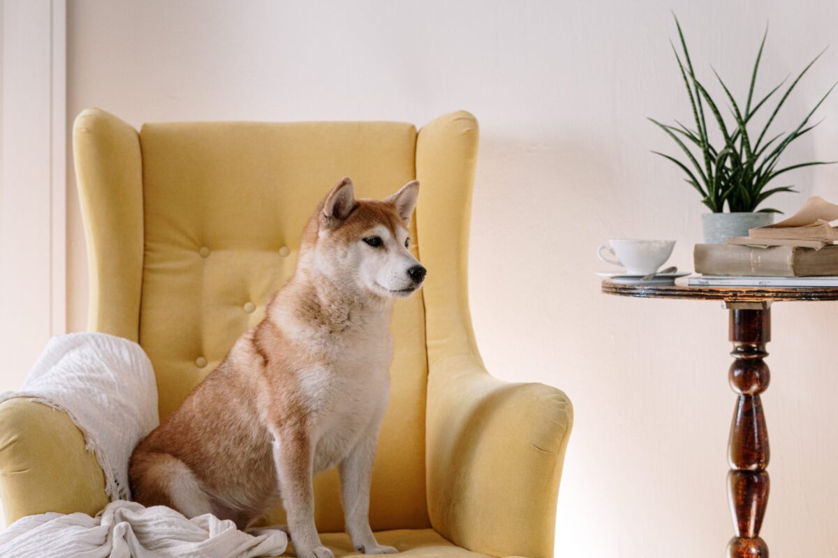 the best weight loss supplements for your Shiba Inu