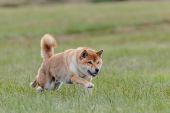 PetWireDaily — The Best 7 Shiba Inu Activity Trackers For 2026