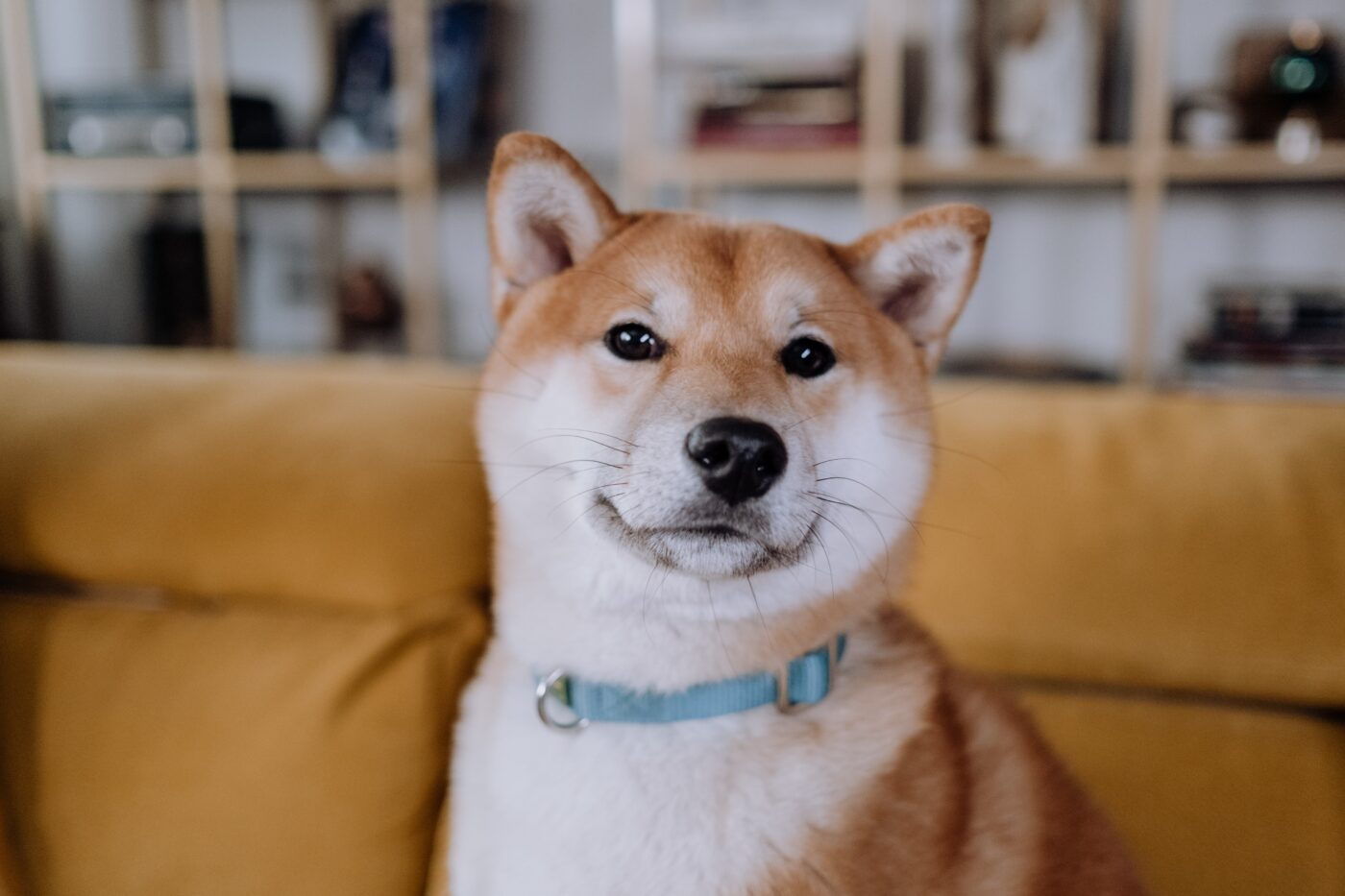 the best eye supplements for your Shiba Inu