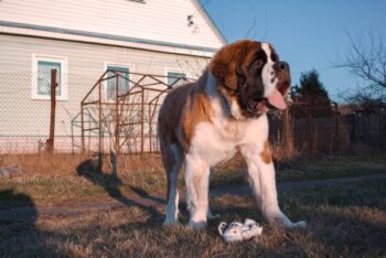 PetWireDaily — The Best 7 St. Bernard Activity Trackers For 2026