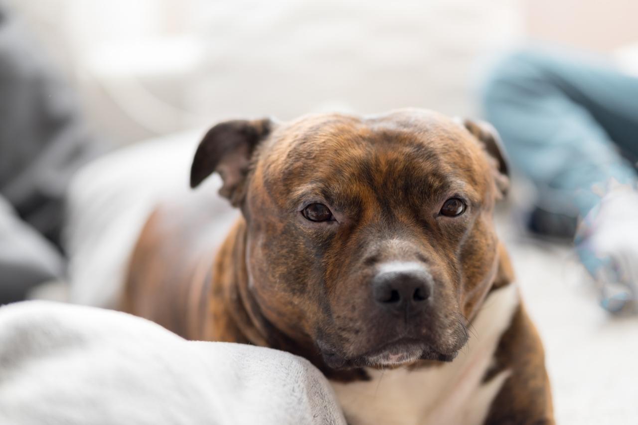 10 Best Dog Cameras for Staffordshire Bull Terriers