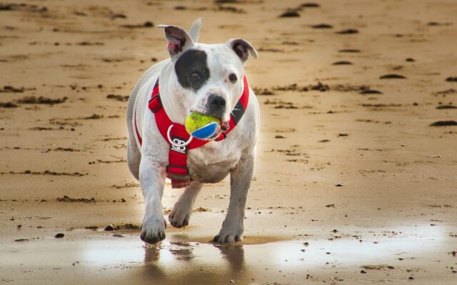 Pull pour staffie hot sale