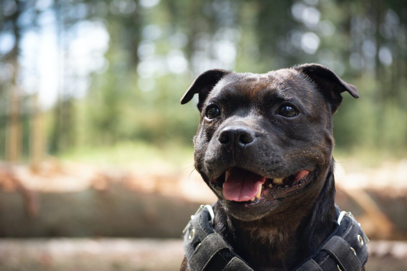 the best eye supplements for your Staffordshire Bull Terrier