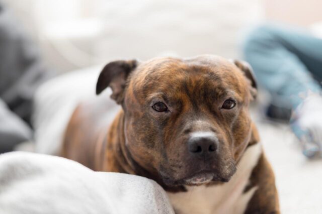 Best dog cameras for Staffordshire Bull Terriers