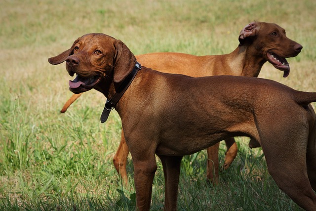The Best 10 Vizsla Activity Trackers For 2024