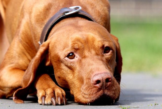 the best eye supplements for your Vizsla