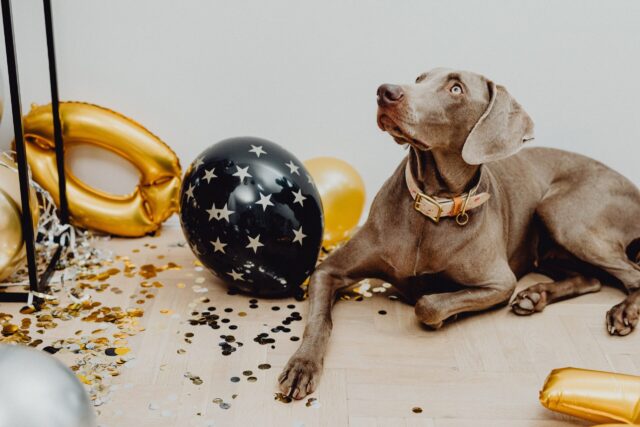 best eye supplements for Weimaraners