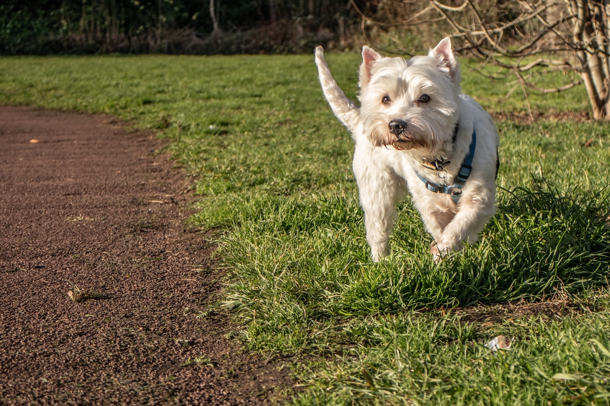 7 Best Dog Weight Loss Supplements for Westies