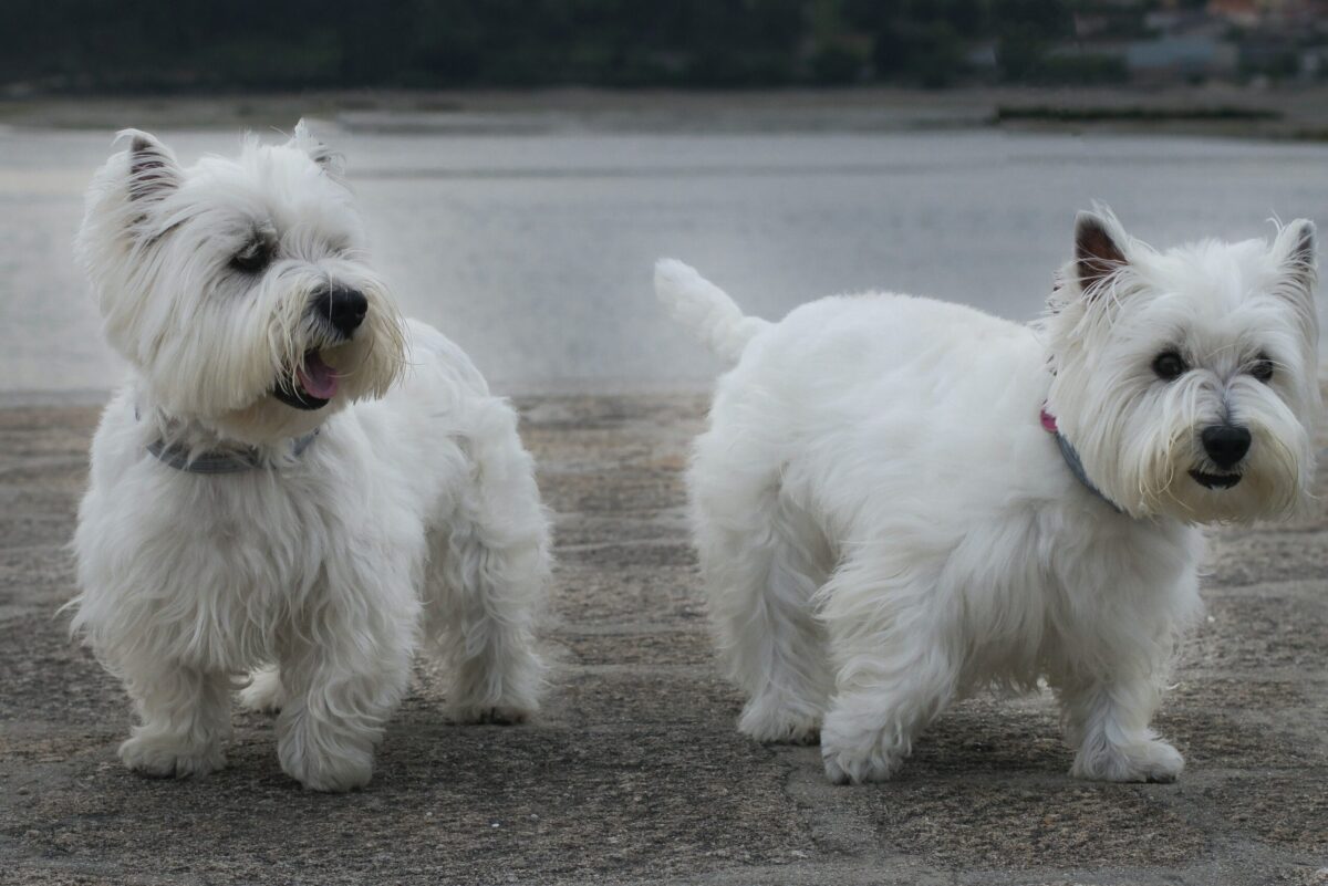 10 Best Eye Supplements for Westies