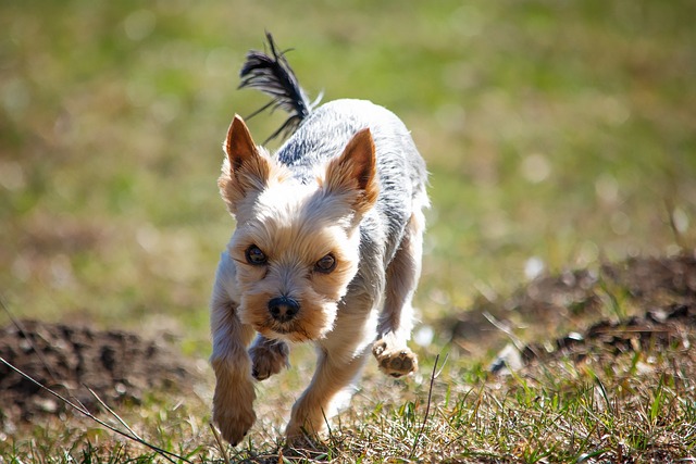 The Best 10 Yorkie Activity Trackers For 2023