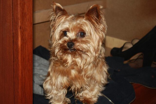 Best dog cameras for Yorkies