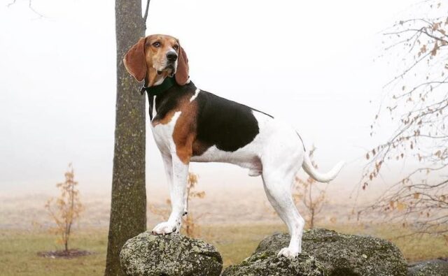 The Best 10 American English Coonhound Activity Trackers For 2023