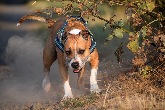 The Best 10 American Staffordshire Terrier Activity Trackers For 2024