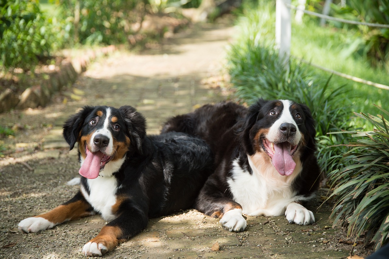 5 Ways to Keep the Memory of Your Beloved Bernese Mountain Dog Alive