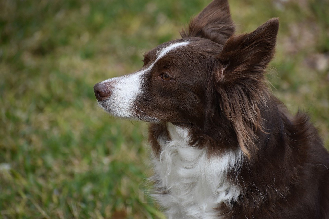 4 Ways to Help Your Collie's Fear of Fireworks This 4th of July