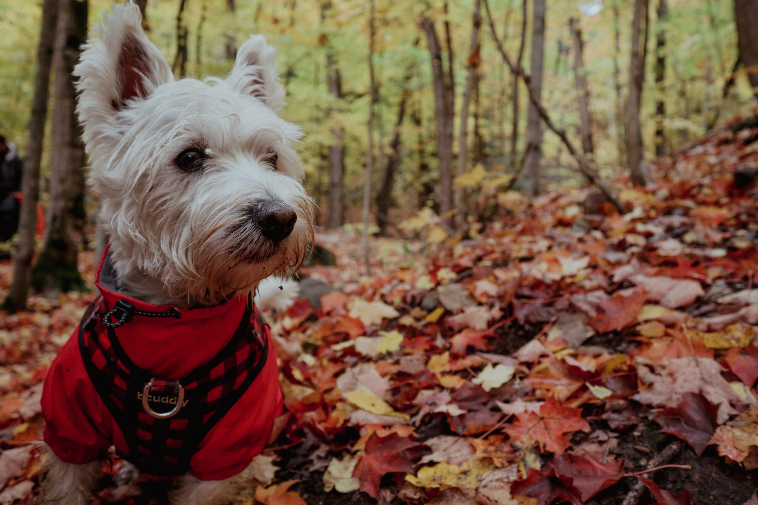5 Emergency Red Flags for Westie Owners: If Your Dog Does These, Rush Them to The Vet