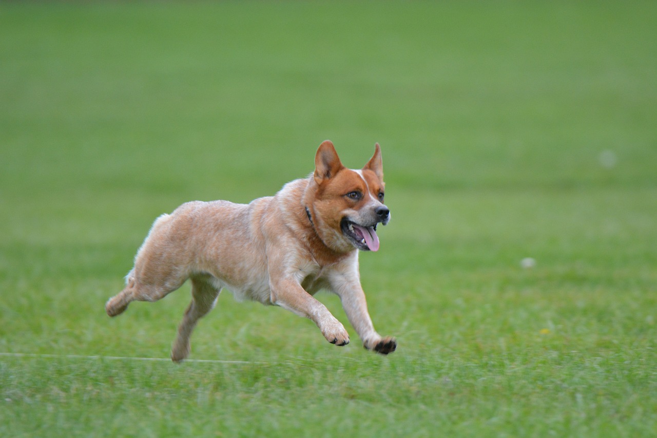 can a australian cattle dog and a rottweiler be friends