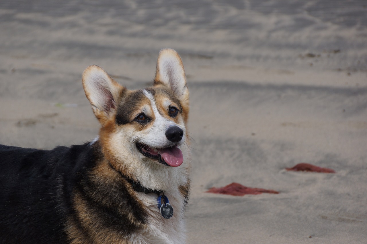 4 Ways to Help Your Australian Cattle Dog’s Fear of Fireworks This 4th of July