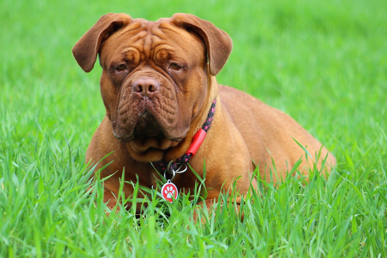 8 Problems Only a Dogue de Bordeaux Owner Would Understand