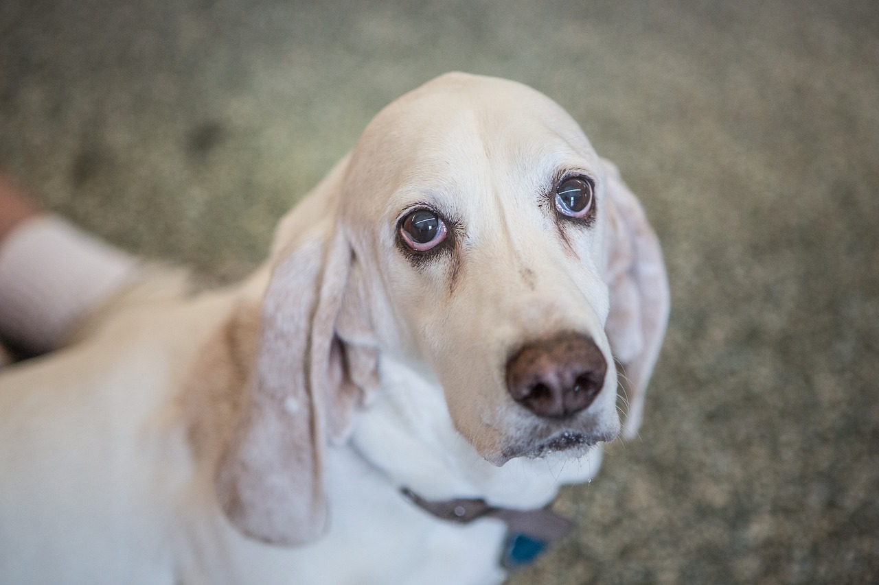 5 Ways to Keep the Memory of Your Beloved Basset Hound Alive