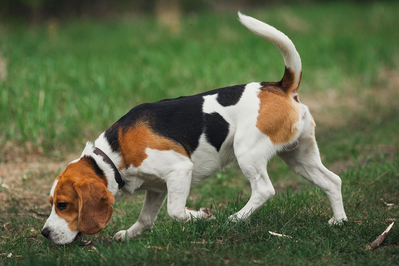 101 Male Beagle Names + Meanings