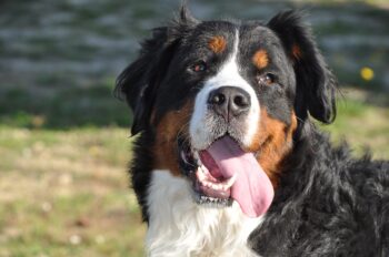 101 Female Bernese Mountain Dog Names + Meanings - iHeartDogs