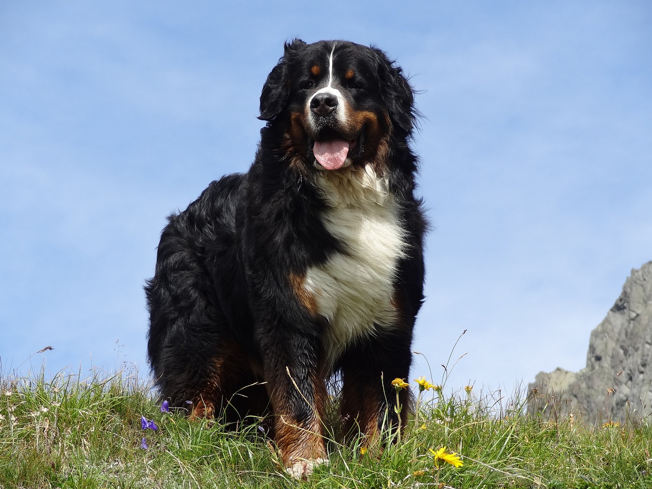 4 Ways to Help Your Bernese Mountain Dog’s Fear of Fireworks This 4th of July
