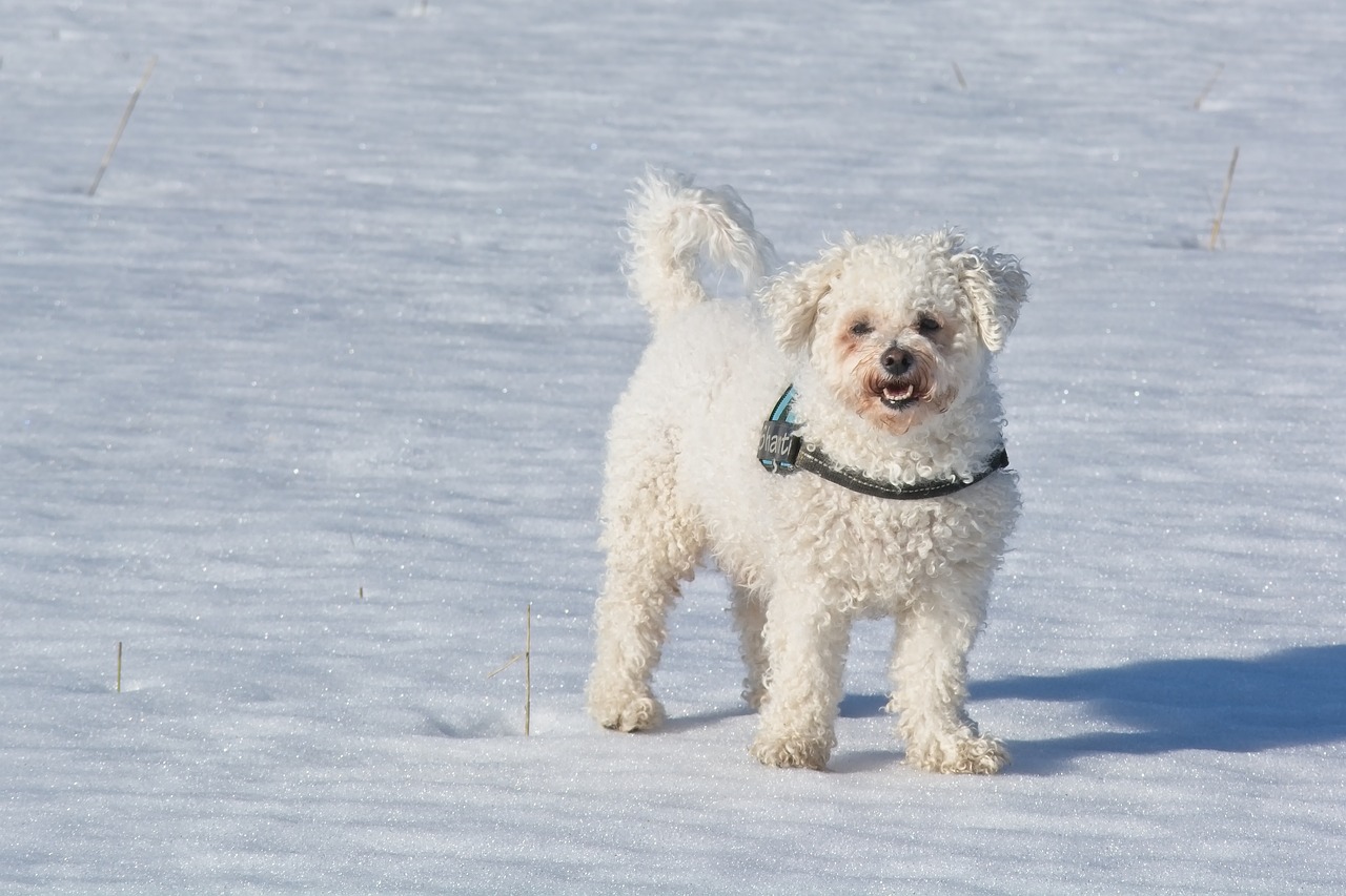 101 Female Bichon Frise Names + Meanings