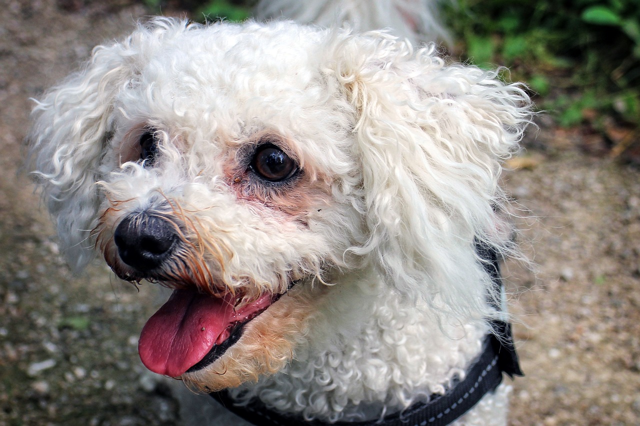 5 Ways to Keep the Memory of Your Beloved Bichon Frise Alive