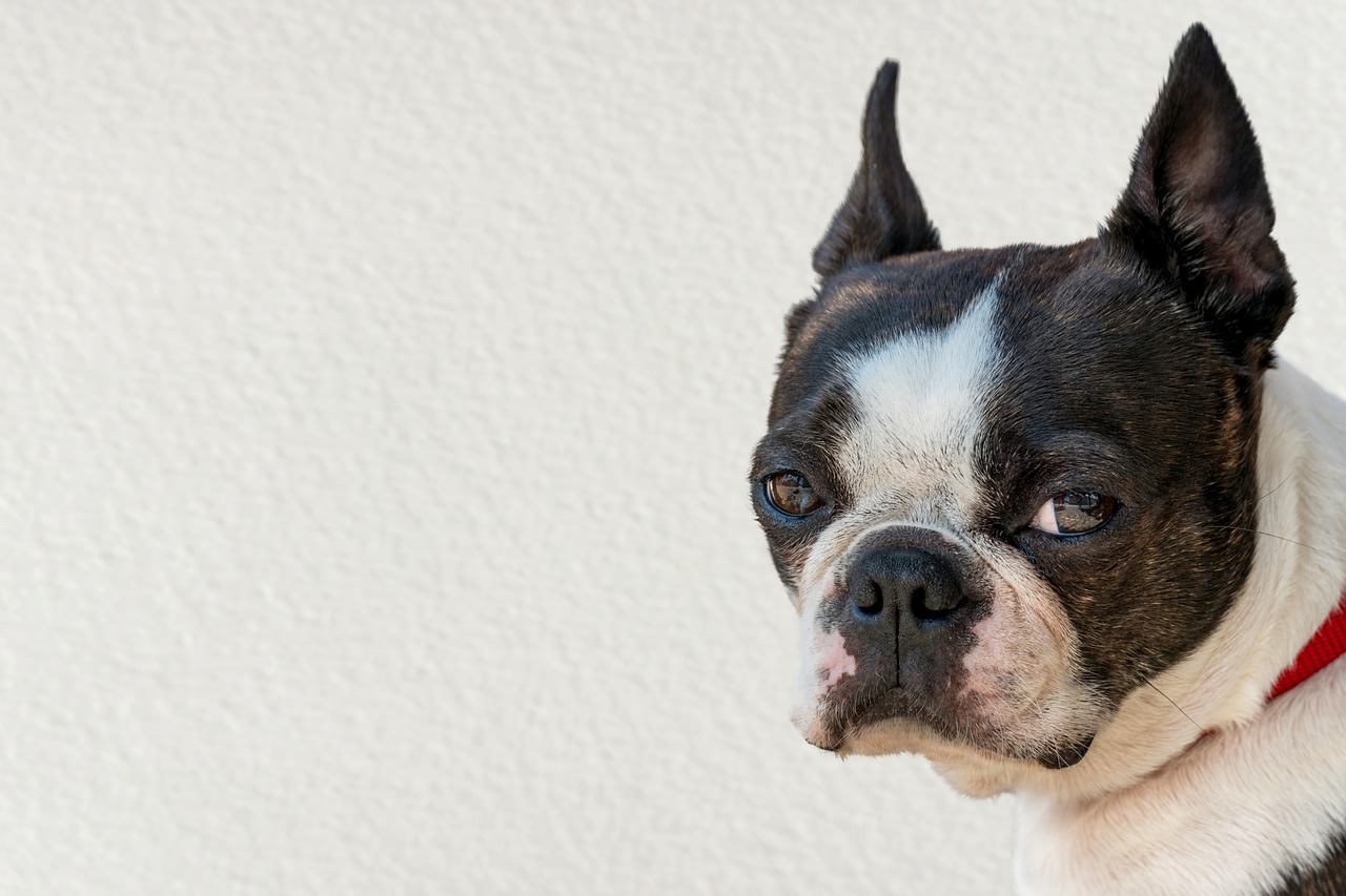 do boston terriers go blind