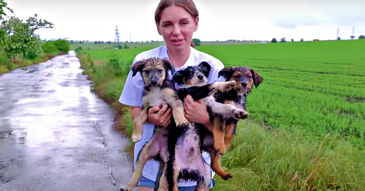Woman Carries Bouquet Of Pups Left In Middle Of Nowhere After Flagging Her Down