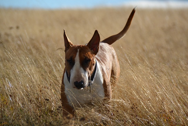Best Bull Terrier Products For Travel