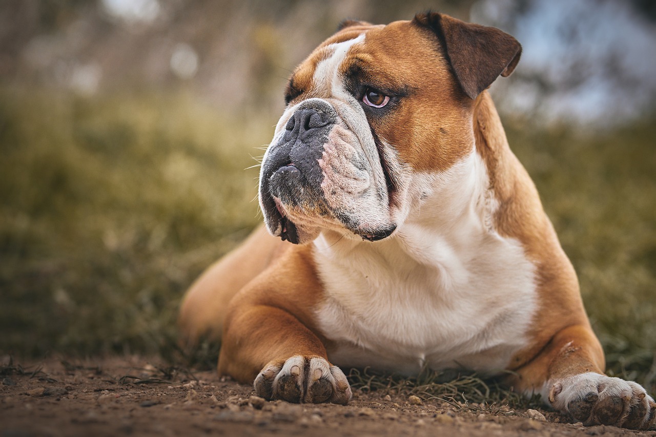 8 Problems Only a Bulldog Owner Would Understand