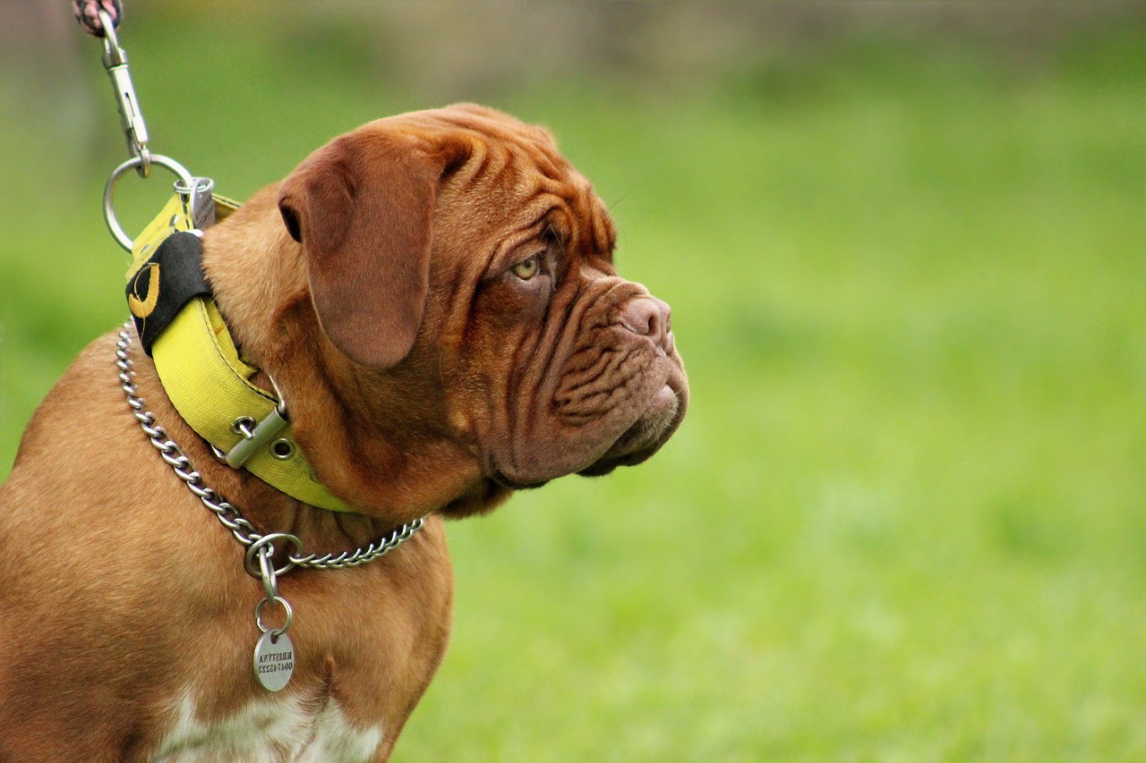 5 Tips for Teaching Your Mastiff Not to Jump on People