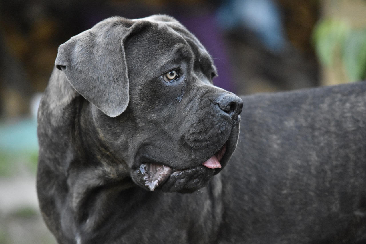 101 Female Cane Corso Names + Meanings