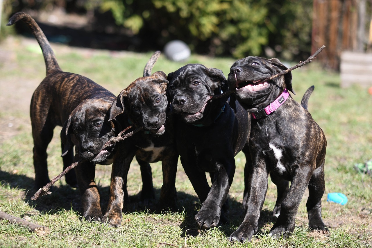 5 Ways to Know if a Cane Corso is Right for You