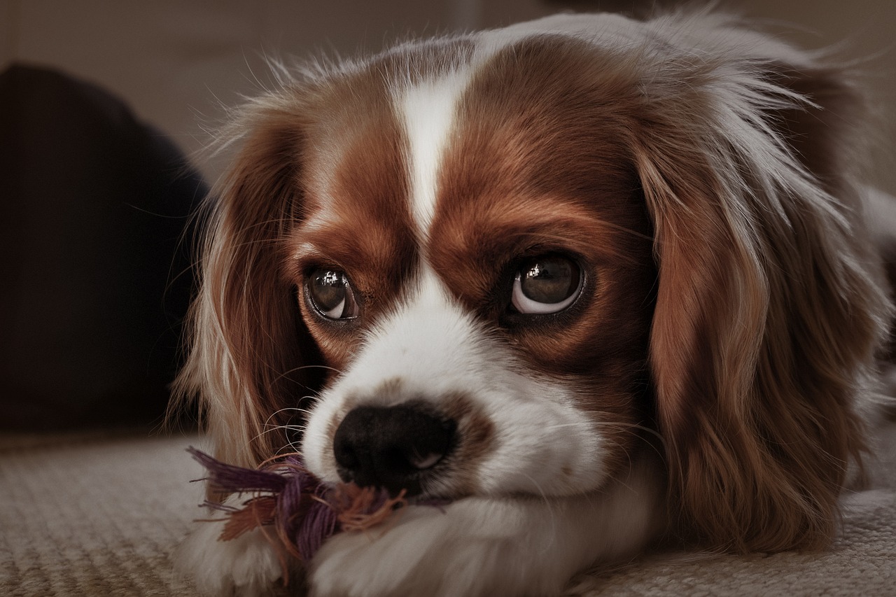 Frequently Asked Questions about Cavaliers As Guard Dogs