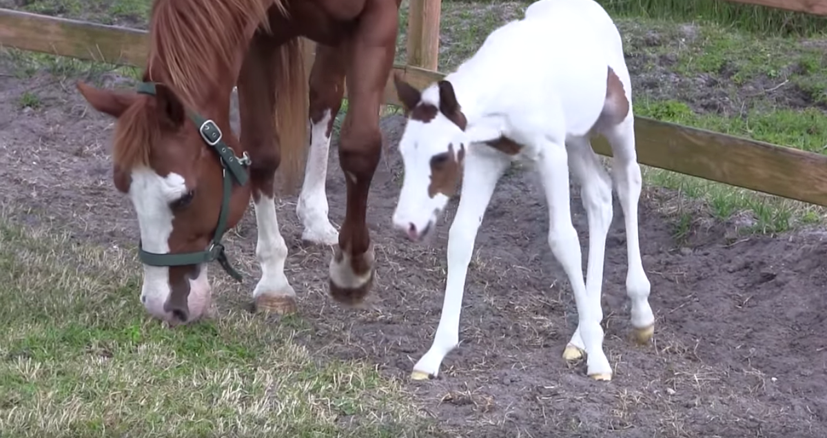 Mama Has A Baby So Rare, Even The Other Horses Gather Around In Awe