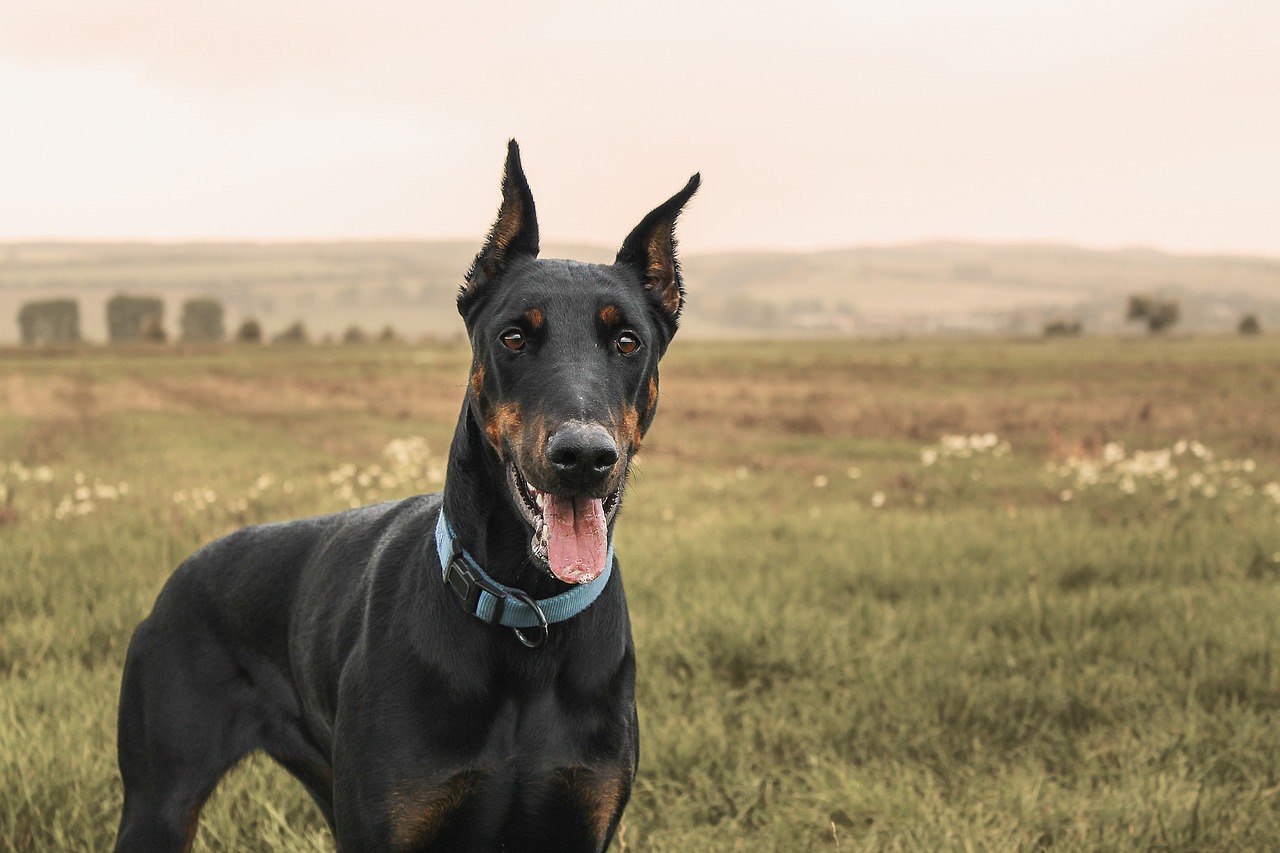 11 Ways to Treat & Prevent Ear Infections in Dobermans