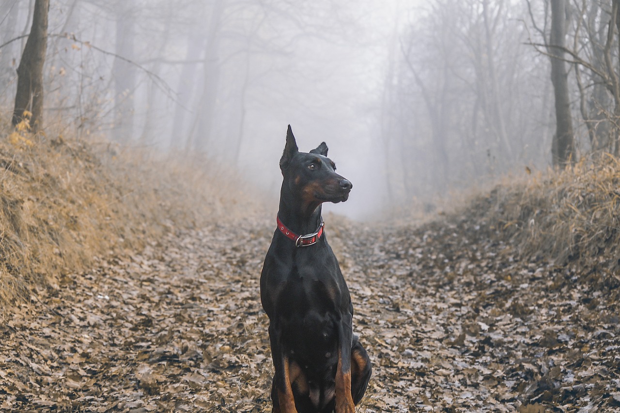 8 Problems Only a Doberman Owner Would Understand