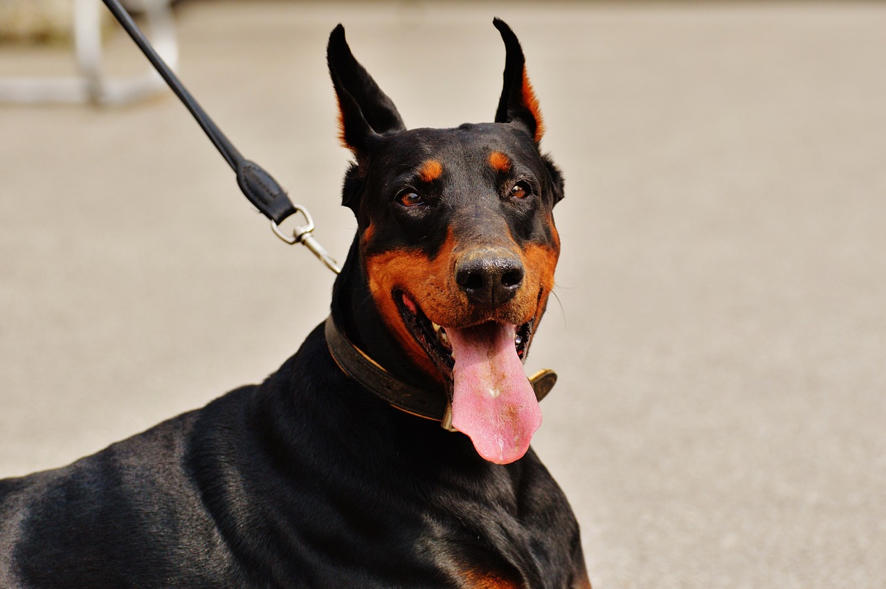 are dobermans good pets