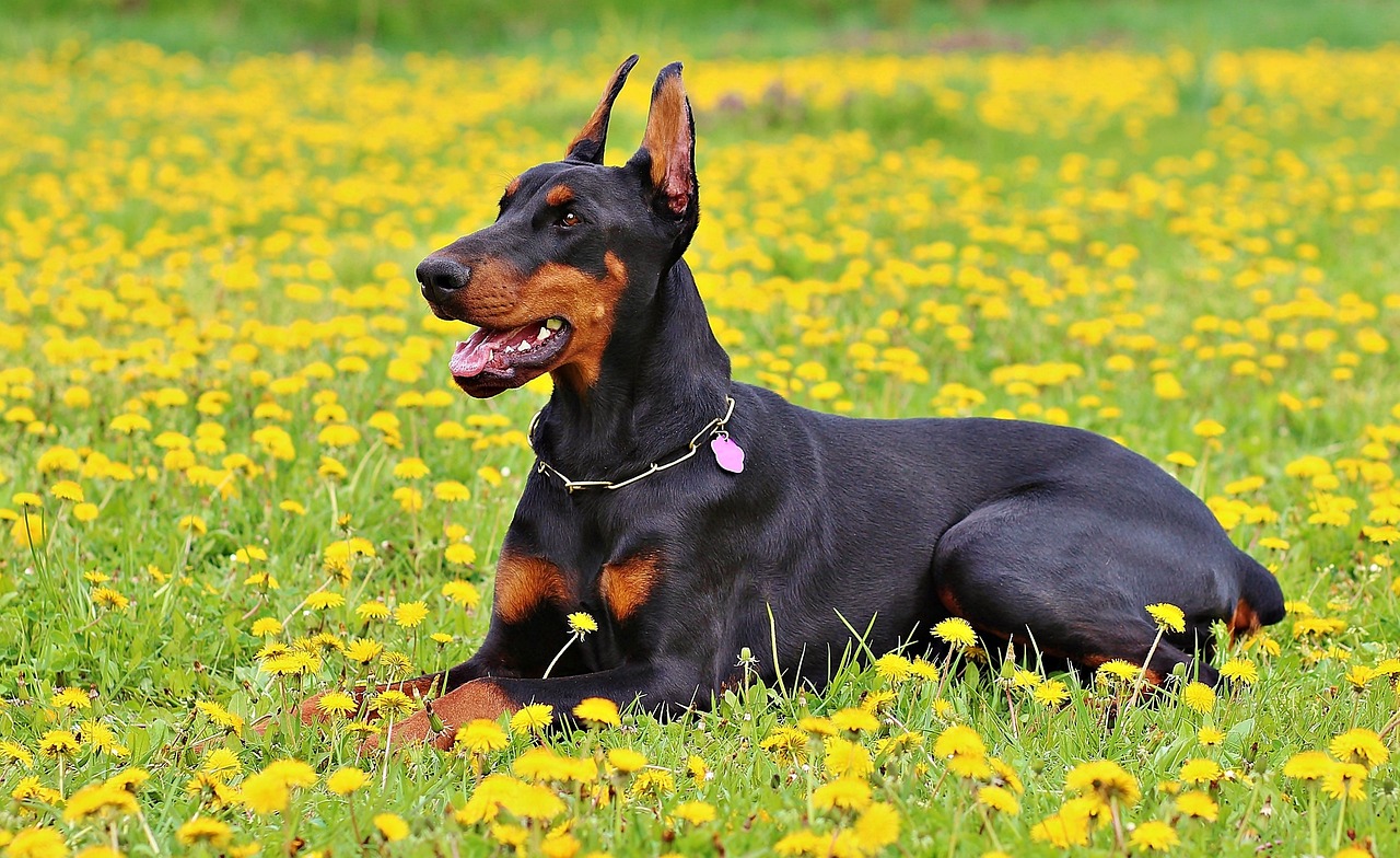 4 Ways to Help Your Doberman's Fear of Fireworks This 4th of July