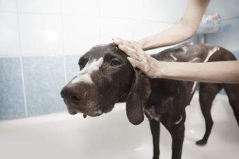 Best Deshedding Shampoos for Dogs